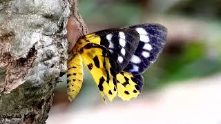 Butterfly and Lizard, Ubon Ratchathani, October 5, 2022.