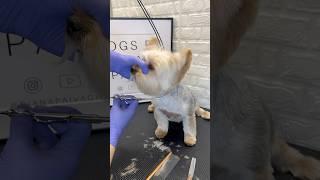 Yorkie face tips #doggroomingtips #yorkie #doggroomingforbeginners