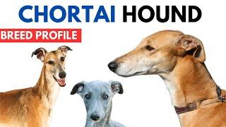 Chortai Breed Profile History - Price - Traits - Chortaj hortaya borzaya Grooming Needs - Lifespan