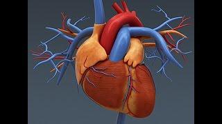 Anatomy and Physiology of The Heart