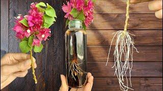 Just Coca! Bougainvillea Branches Grow Roots Like Crazy Overnight