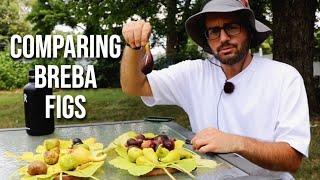 Comparing Breba Figs: 10 Fig Varieties + Looking at the Fig Trees