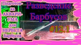 #12.1 Разведение Барбусов (разведение аквариумных рыбок)