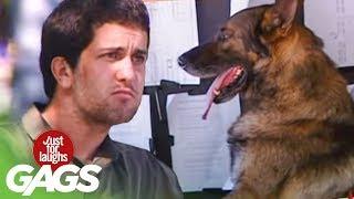 Driving Dog Prank - Just For Laughs Gags