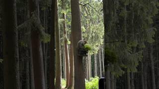 Cute monkey during feeding time on monkey mountain of Affenberg Salem Germany 2023 #shorts