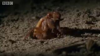 Amazing Cicada Life Cycle | Sir David Attenborough's Life In the Undergrowth | BBC