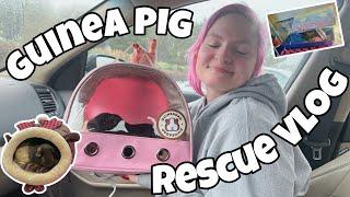 GUINEA PIG RESCUE VLOG | MEET KRINGLE  |