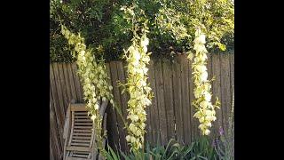 Yucca filamentosa - Adam's needle and thread