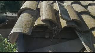 Clay tile roof repair from pest damage