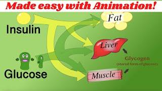 Insulin, glucagon, & glycogen regulation. (Made simple with animation!).