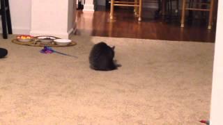 Pippin the cat vs. her own tail