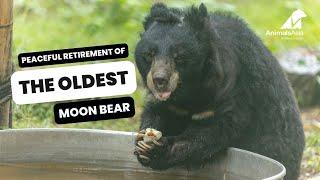 Peaceful Retirement of The Oldest Moon Bear - Rescue Story - Geriatric Care - Lifelong Care