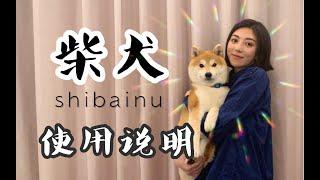 听说你也想养柴犬？——《 购买饲养柴犬指南 》