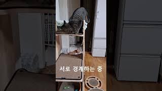 눈도 몸도 노란 냥이... 새 식구 보리에요~ #shorts #고양이영상