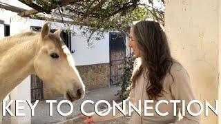 The KEY to connecting with horses