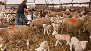 Sheep Farming: The Fall Lambs