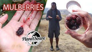 Mulberry Benefits For Enhanced Health | Which Color Of Mulberries Are Good? Black, Red Or White?