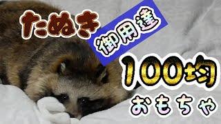 タヌキのお気に入り玩具は100均産(Special About Tanuki's Favorite Toy)