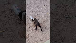 Dog drinking beer.