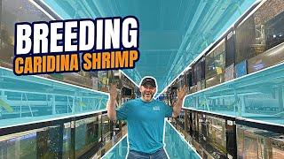 [5 Tips] Breeding and Keeping Caridina Shrimp