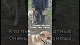 Вы нужны #helpanimals #помощьживотным #животные #приют #shelterdogs #dog #собака #shelter #doglife