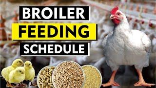 Broiler daily feed schedule chart | Day 0-43