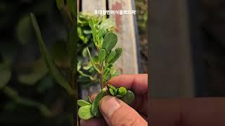 올 첫 쇠비름 채취!!