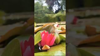 Blossom vibes