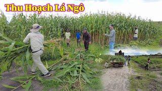 Linh Philip || Thu Hoạch Lá Ngô Làm Thức Ăn Cho Đàn Bò Trong Quang Linh Farm