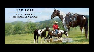 "Meet Tad Pole" Black & White Paint Gelding For Sale (Ranch/Youth/Mounted Patrol)