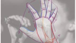 Drawing a Hand with Outstretched Fingers