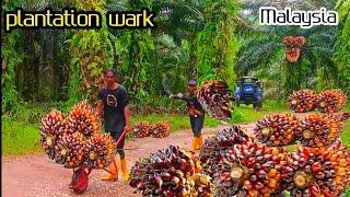 Palm Oil Production Process ||PALM OIL fruit cutting#plantationblog #plantationwork