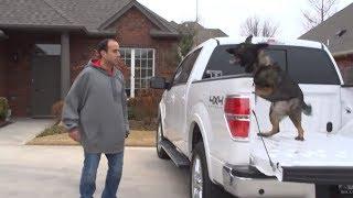 Family Uses Their German Shepherd Protection Dog, Aspen, in Training