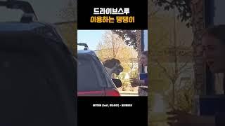 드라이브스루 이용하는 댕댕이