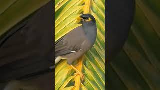 Common myna sound (Myna bird on palm branch)