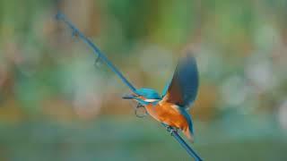 Kingfisher