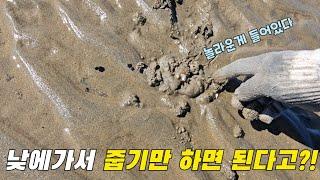 가까운 해수욕장에 물빠지면 맨손으로 쭈꾸미를 잡아요?! (댓글이벤트)