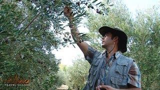 Rhebokskraal Olive Estate - Africa Travel Channel