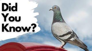 Things you need to know about PIGEONS!