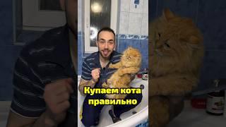 Как правильно купать своего кота