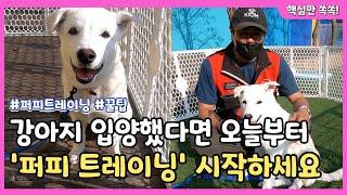 강아지 평생을 좌우하는 '퍼피 트레이닝'｜ Dog Training