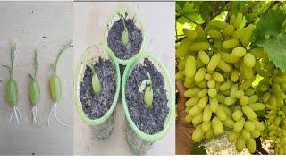 Simple methods grow grape plants with Aloevera,,growing grape tree at home || Methods skills in soil