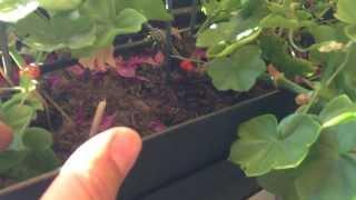 Homy - Irrigation - Irrigation of the pelargonia