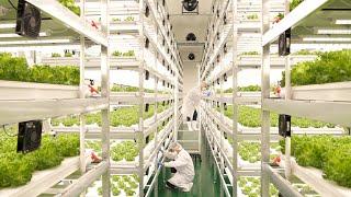 farming is science. process of growing fresh vegetables by Korean scientists.