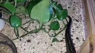 Boa Constrictor Imperator Sonora im Terrarium