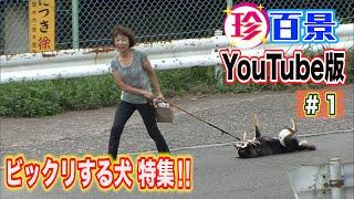 珍百景YouTube#1　ビックリする犬特集