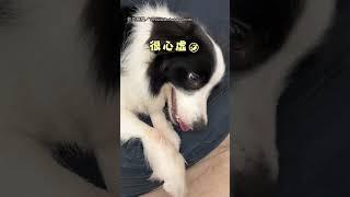 【就是不給看】邊境咬破沙發不承認! 還心虛肉身遮破洞XD｜邊境牧羊犬｜狗狗｜寵物｜可愛｜心虛｜咬破沙發｜遮破洞