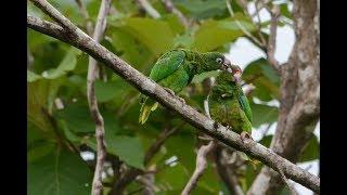 Saving Puerto Rican parrots