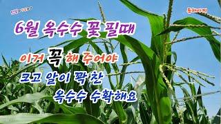 옥수수 2차 추비와 방제 이때 하면 크고 알이 꽉 찬 옥수수 수확해요.When corn blooms, if you do this, it's big and full of eggs.