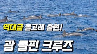 역대급 야생 돌고래 떼 출현! 괌 가족여행 돌핀크루즈 비키니아일랜드 섬 보트투어